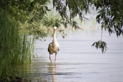 foto Marek Mikołajczak