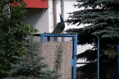 foto Marek Mikołajczak