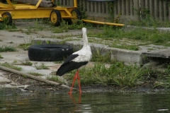 foto Marek Mikołajczak