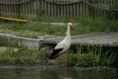 foto Marek Mikołajczak
