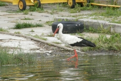 foto Marek Mikołajczak