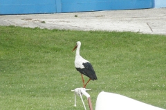 foto Marek Mikołajczak