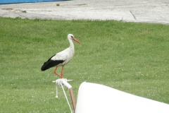 foto Marek Mikołajczak