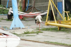 foto Marek Mikołajczak