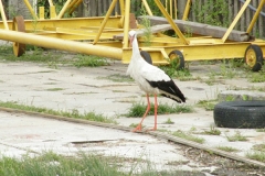 foto Marek Mikołajczak