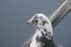 foto Marek Mikołajczak