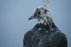 foto Marek Mikołajczak
