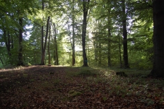 foto Marek Królikowski