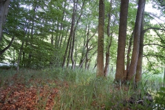 foto Marek Królikowski