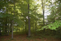 foto Marek Królikowski