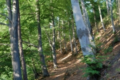 foto Marek Królikowski